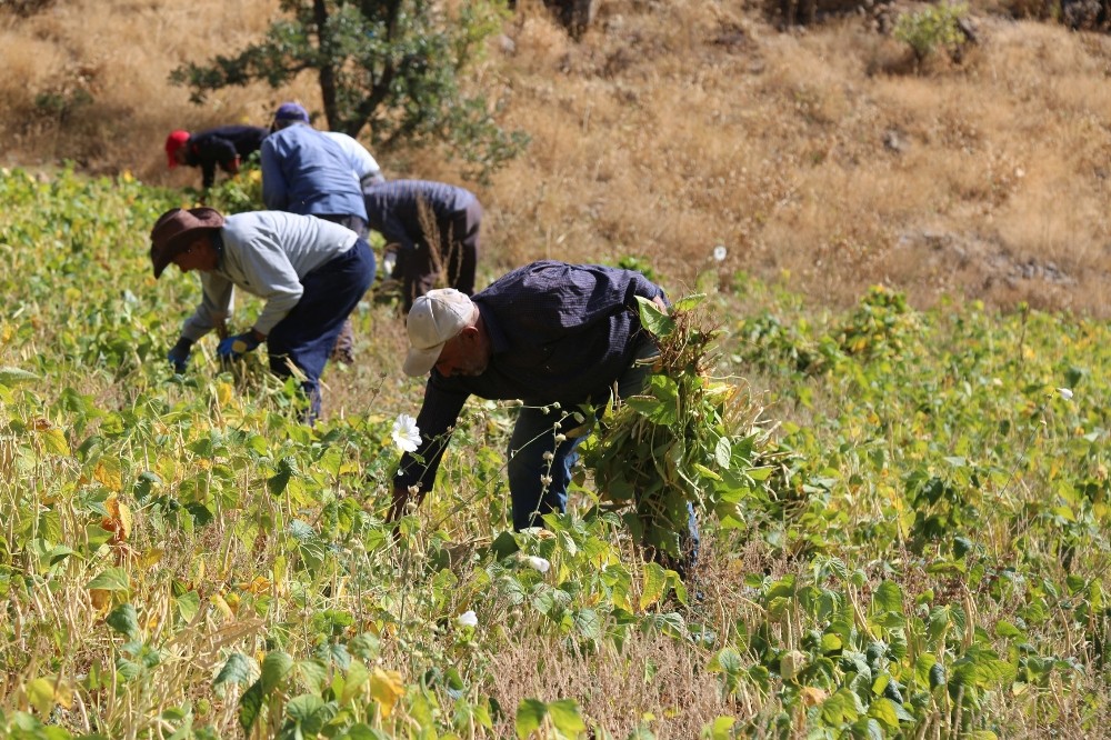 ata tohumlariyla uretilen kuru fasulye ruzgar cagrilarak ayiklaniyor 4 m9hTCg4D Ata tohumlarıyla üretilen kuru fasulye, rüzgar çağrılarak ayıklanıyor
