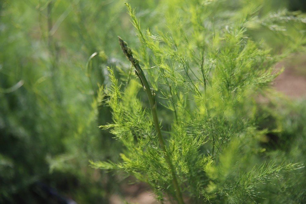 aydin buyuksehir belediyesinin ciftci merkezinde uretim devam ediyor 3 Aydın Büyükşehir Belediyesi’nin Çiftçi Merkezi’nde üretim devam ediyor