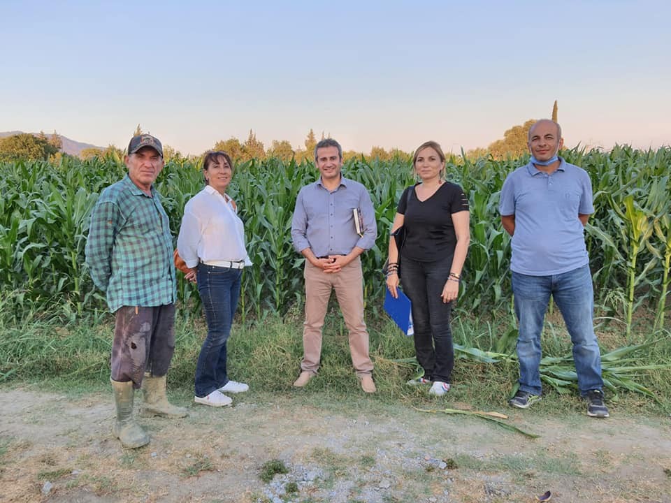 aydin topraklari dort yeni misir cesidi ile tanisti 0 Aydın toprakları dört yeni mısır çeşidi ile tanıştı