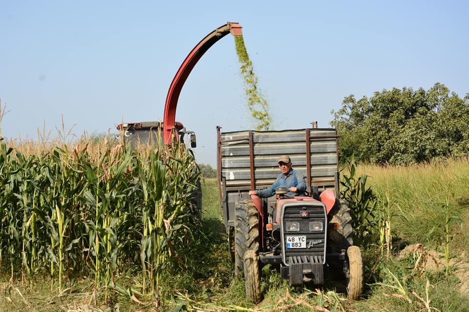 aydin topraklari dort yeni misir cesidi ile tanisti 1 YPs5DUgN Aydın toprakları dört yeni mısır çeşidi ile tanıştı