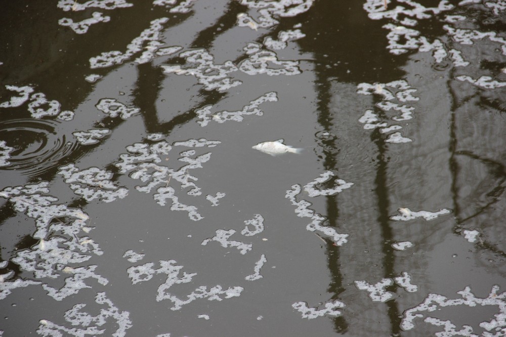 barajlardan gelen su kesilince baliklar telef oldu 1 EVp5mZLS Barajlardan gelen su kesilince balıklar telef oldu