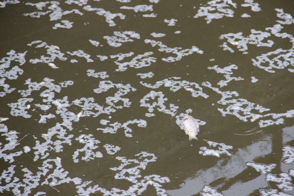 barajlardan gelen su kesilince baliklar telef oldu 2 Wtyi59QX Barajlardan gelen su kesilince balıklar telef oldu