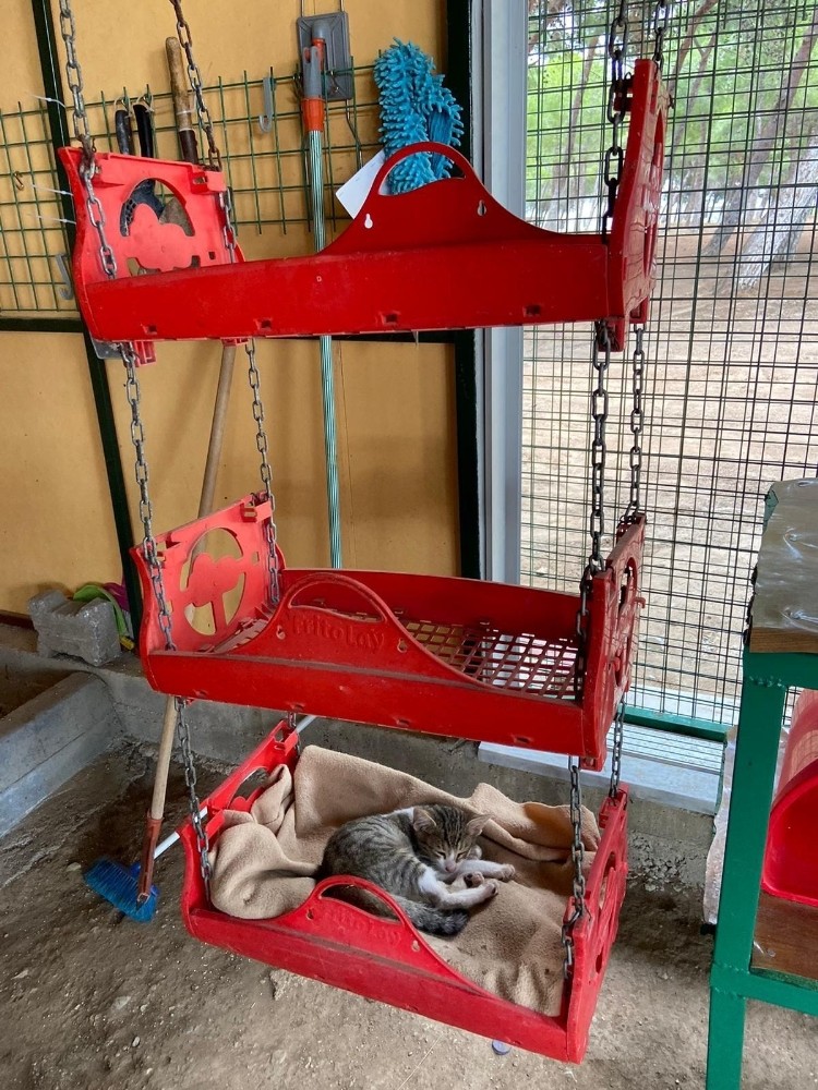 baskan atabaydan kedi evine ziyaret 2 TPVKug1A Başkan Atabay’dan kedi evine ziyaret