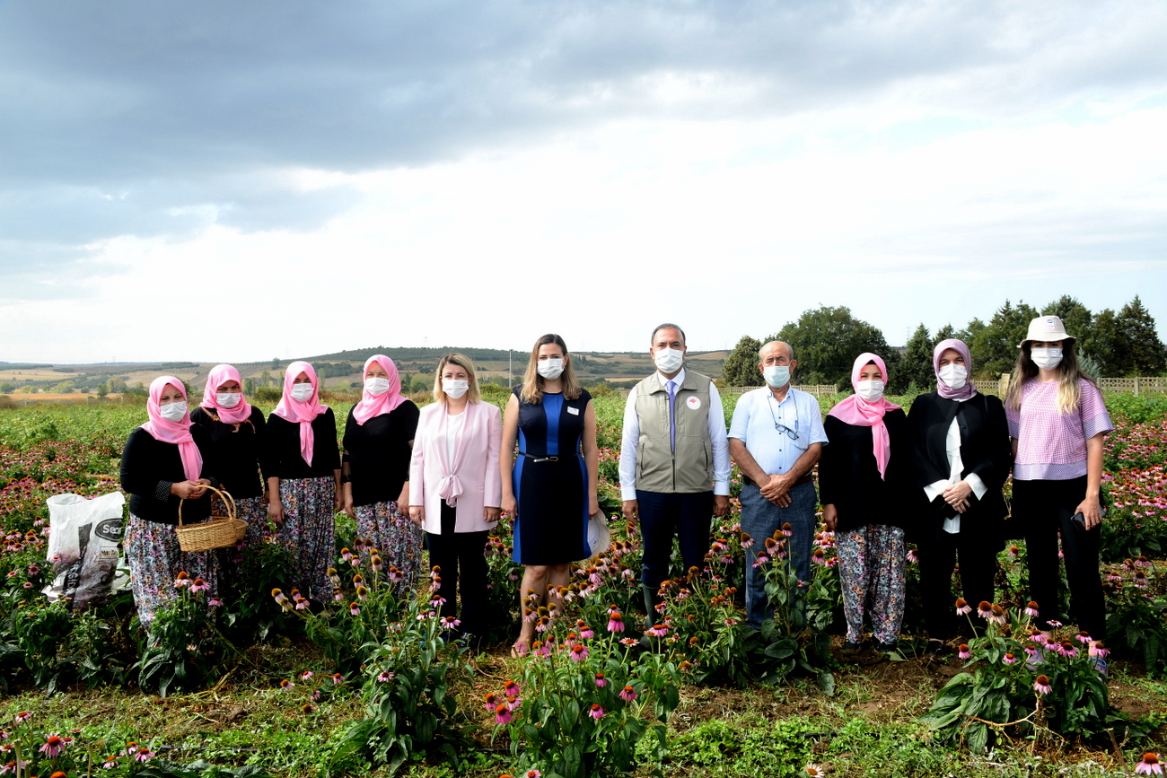 bursali kadin ciftciler ekinezya yetistirmeye basladi 2 Bursalı kadın çiftçiler "ekinezya" yetiştirmeye başladı