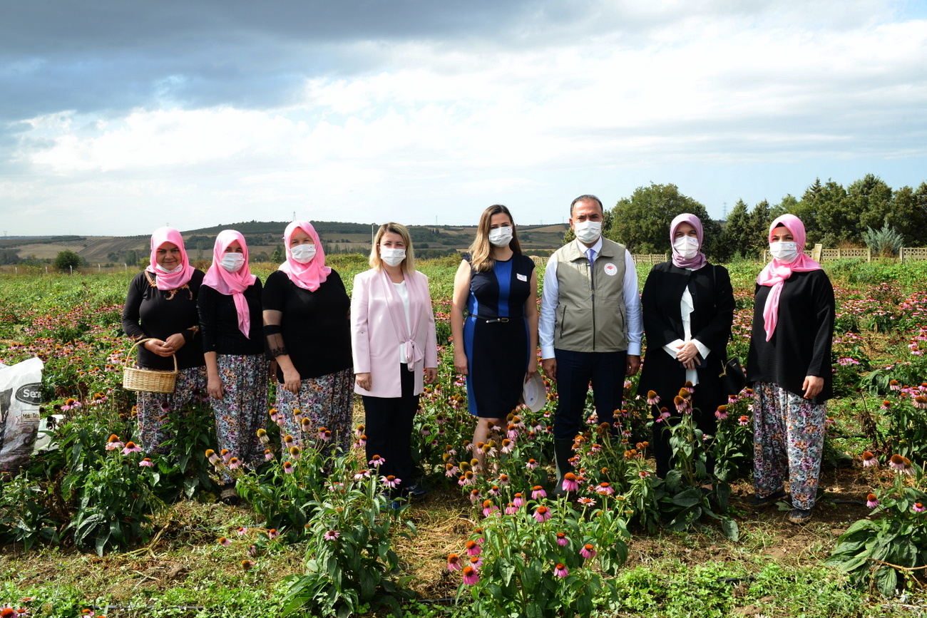 bursali kadin ciftciler ekinezya yetistirmeye basladi 5 EBW3Thzl Bursalı kadın çiftçiler "ekinezya" yetiştirmeye başladı