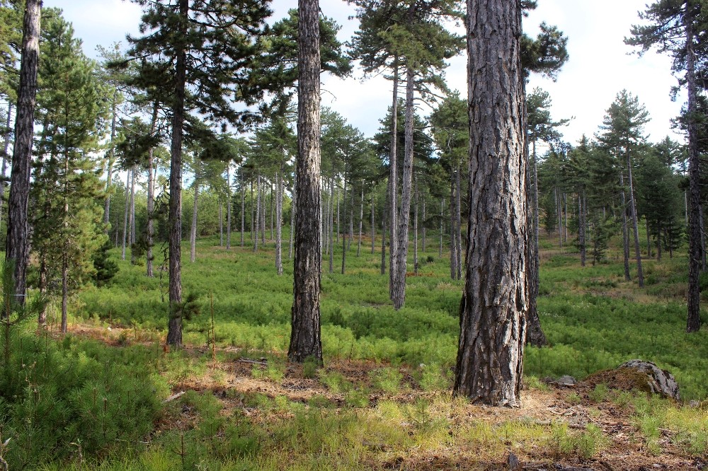 bursanin ormanlari boyle genclestiriliyor 0 3HcZTyN8 Bursa’nın ormanları böyle gençleştiriliyor