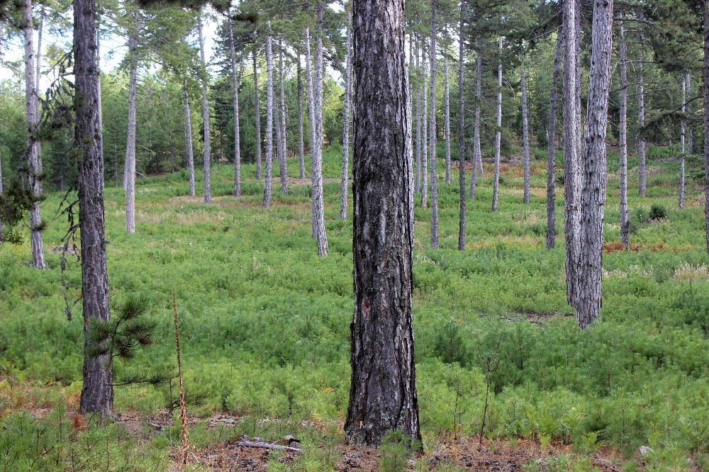 bursanin ormanlari boyle genclestiriliyor 1 OQyRw85J Bursa’nın ormanları böyle gençleştiriliyor