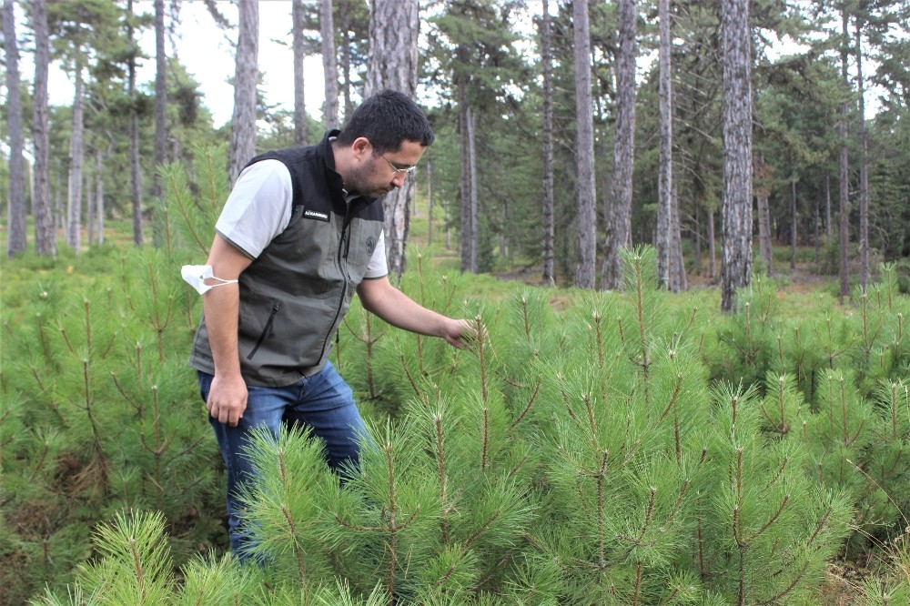 bursanin ormanlari boyle genclestiriliyor 2 GI6jR5un Bursa’nın ormanları böyle gençleştiriliyor