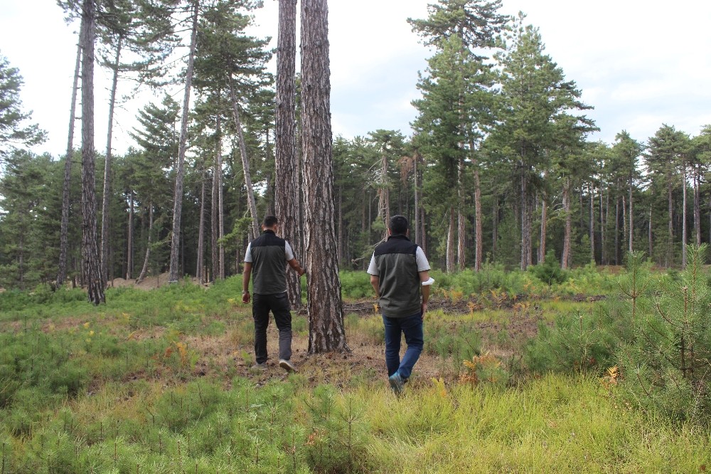 bursanin ormanlari boyle genclestiriliyor 3 8Gnnmrhs Bursa’nın ormanları böyle gençleştiriliyor