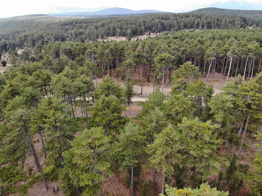 bursanin ormanlari boyle genclestiriliyor 4 OyXmWtZr Bursa’nın ormanları böyle gençleştiriliyor