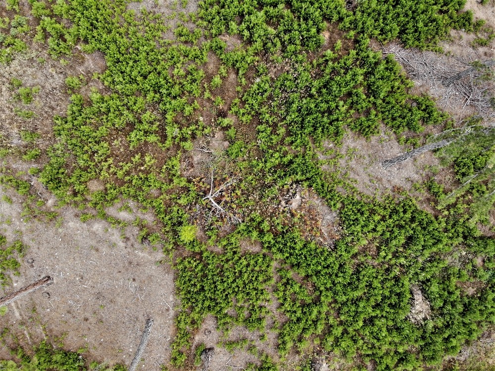 bursanin ormanlari boyle genclestiriliyor 5 2WWRDPXI Bursa’nın ormanları böyle gençleştiriliyor