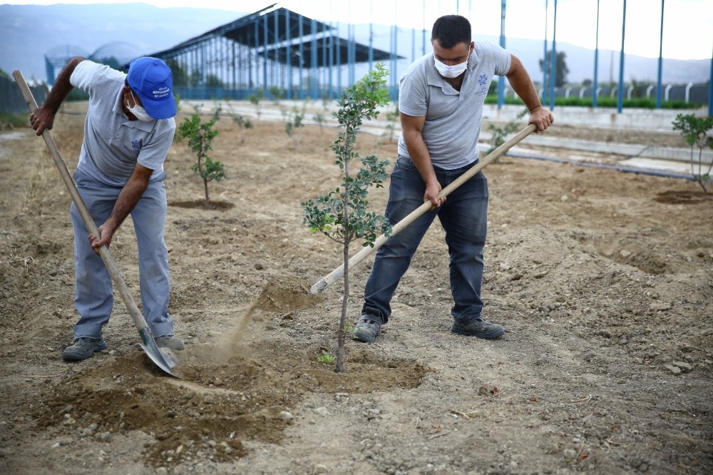 buyuksehir sakiz agaclarini toprakla bulusturdu 1 LfJ7nVVg Büyükşehir Sakız ağaçlarını toprakla buluşturdu