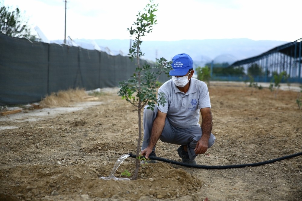 buyuksehir sakiz agaclarini toprakla bulusturdu 2 Büyükşehir Sakız ağaçlarını toprakla buluşturdu