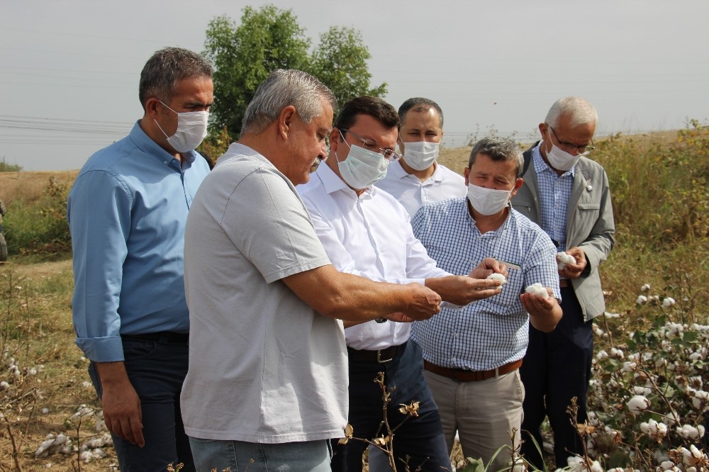 efeler ziraat odasi baskani kendirlioglu ciftcinin bayrami hasattir 1 JeX8t71m Efeler Ziraat Odası Başkanı Kendirlioğlu, "Çiftçinin bayramı hasattır"