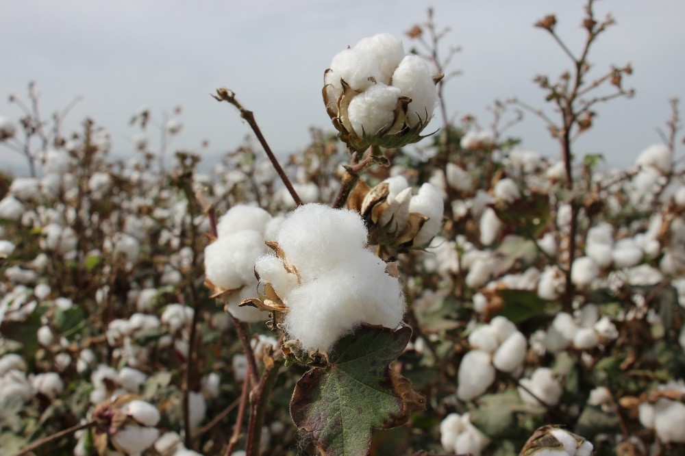 efeler ziraat odasi baskani kendirlioglu ciftcinin bayrami hasattir 6 dVjpdpyV Efeler Ziraat Odası Başkanı Kendirlioğlu, "Çiftçinin bayramı hasattır"
