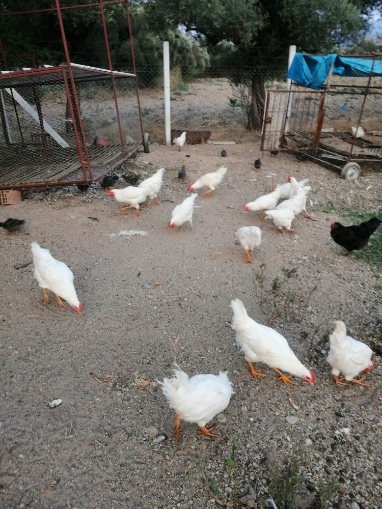 hobi olarak basladi ciftlik sahibi oldu 1 Hobi olarak başladı, çiftlik sahibi oldu