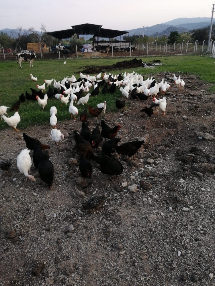 hobi olarak basladi ciftlik sahibi oldu 2 Bzvgzkc7 Hobi olarak başladı, çiftlik sahibi oldu