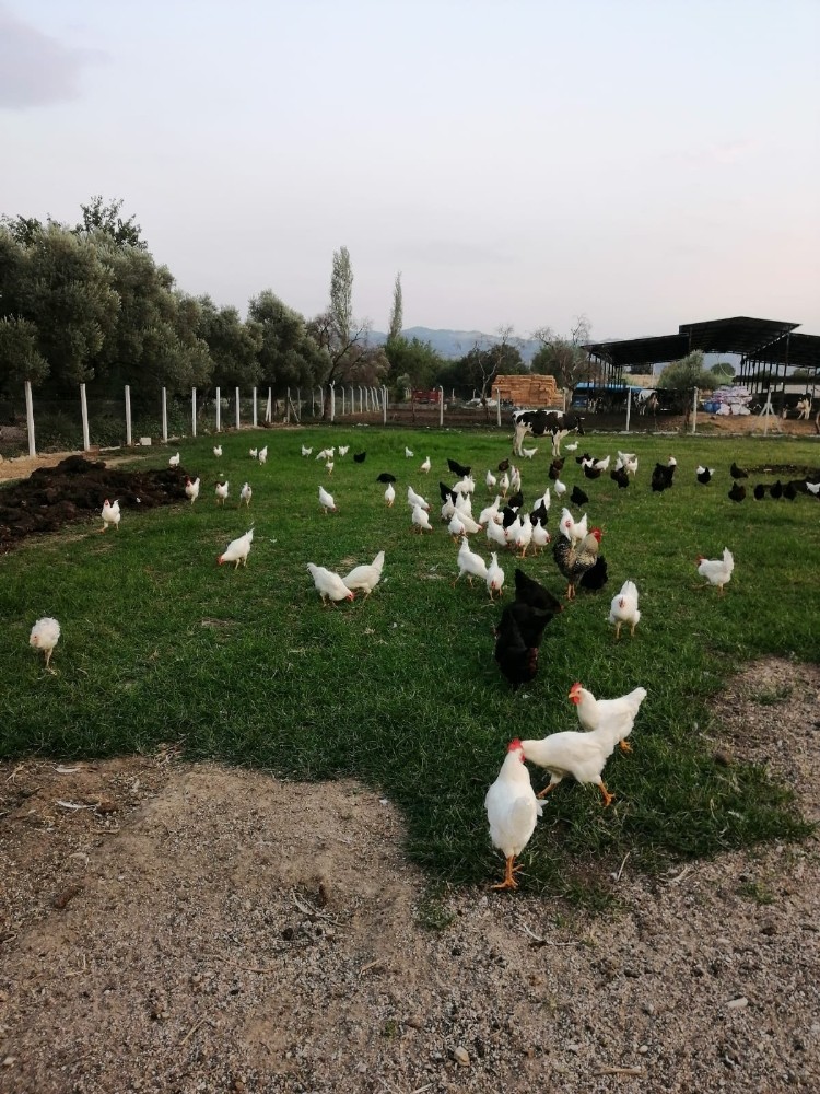 hobi olarak basladi ciftlik sahibi oldu 3 gfdgZe83 Hobi olarak başladı, çiftlik sahibi oldu