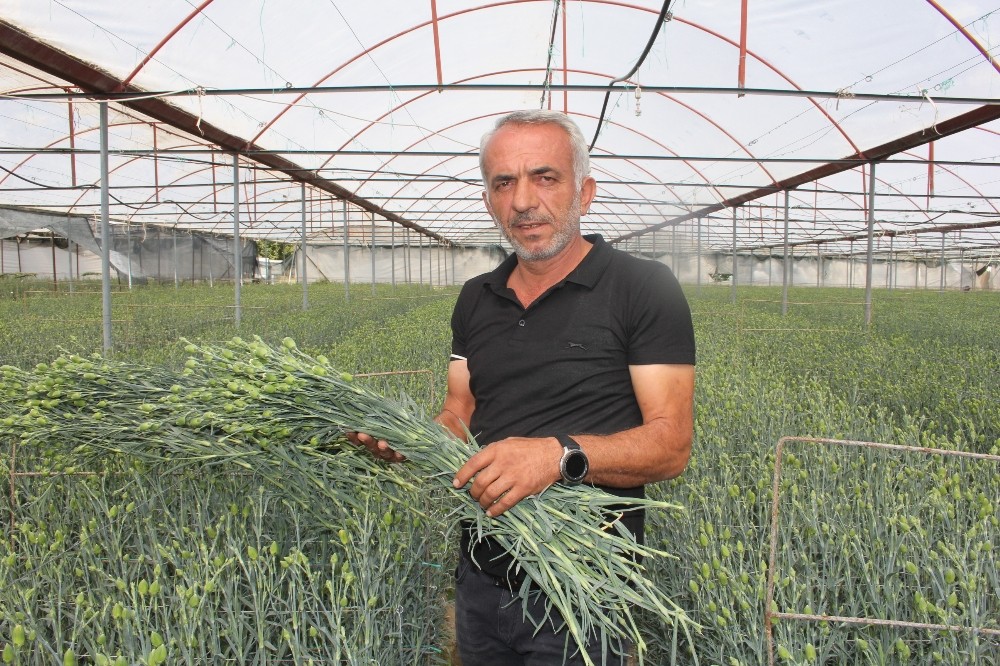 ispartanin karanfilleri avrupayi renklendiriyor 1 26eATJkV Isparta’nın karanfilleri Avrupa’yı renklendiriyor