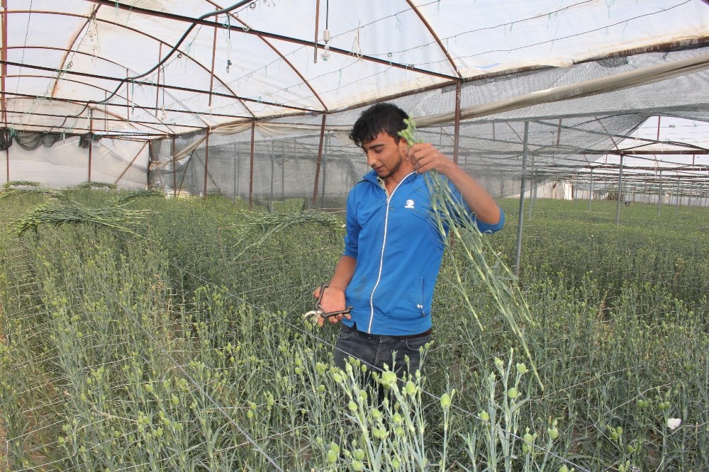 ispartanin karanfilleri avrupayi renklendiriyor 2 7DKuRIgY Isparta’nın karanfilleri Avrupa’yı renklendiriyor