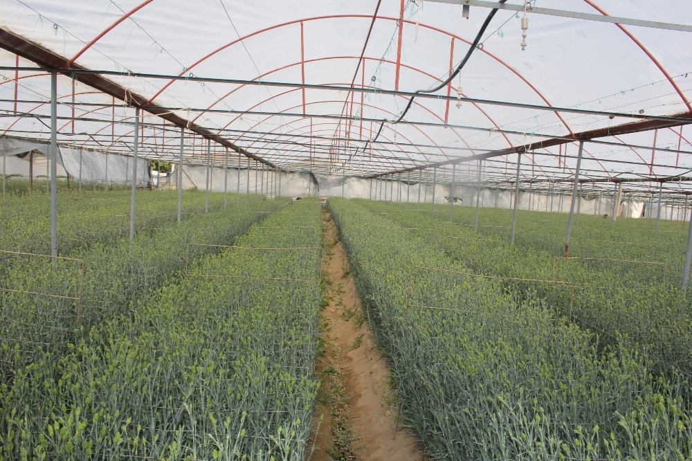 ispartanin karanfilleri avrupayi renklendiriyor 4 6rXihsDV Isparta’nın karanfilleri Avrupa’yı renklendiriyor