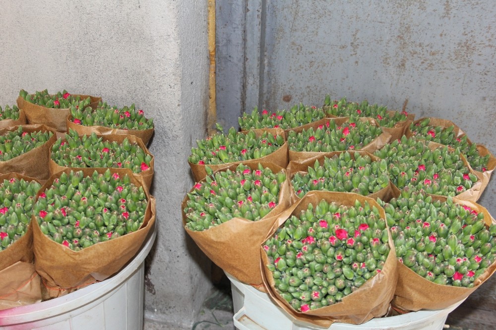 ispartanin karanfilleri avrupayi renklendiriyor 5 Zg6TQdR7 Isparta’nın karanfilleri Avrupa’yı renklendiriyor