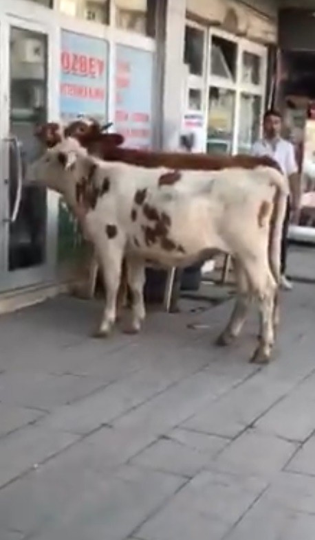 karsta buzagi veterinere gitti 0 Kars’ta buzağı veterinere gitti