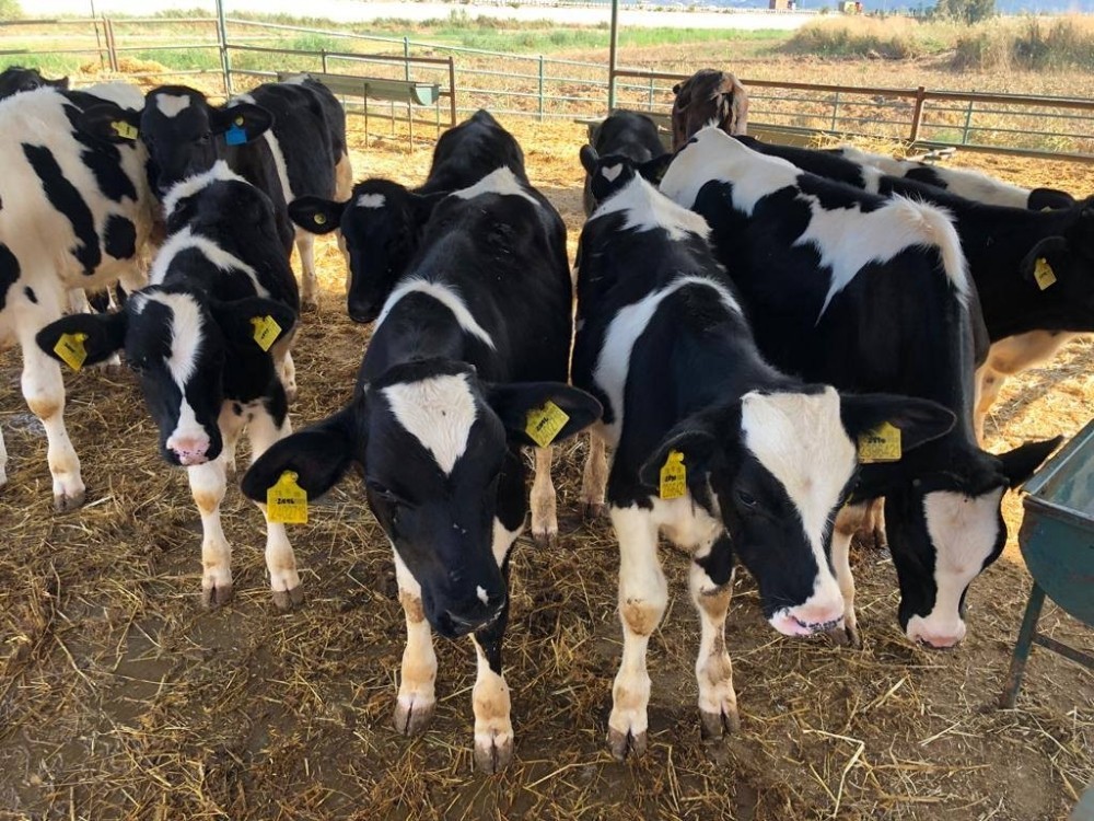 kaymakam sahin kocagurdeki ciftligi ziyaret etti 1 Kaymakam Şahin, Kocagür’deki çiftliği ziyaret etti