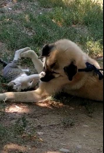 kediyle kopegin gulumseten dostlugu 0 NjGi3Ftd Kediyle köpeğin gülümseten dostluğu
