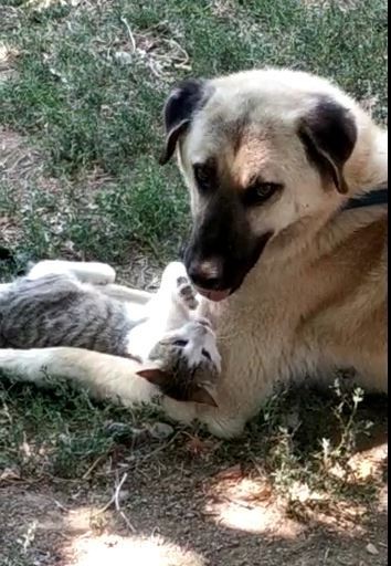 kediyle kopegin gulumseten dostlugu 1 zliXcpvS Kediyle köpeğin gülümseten dostluğu