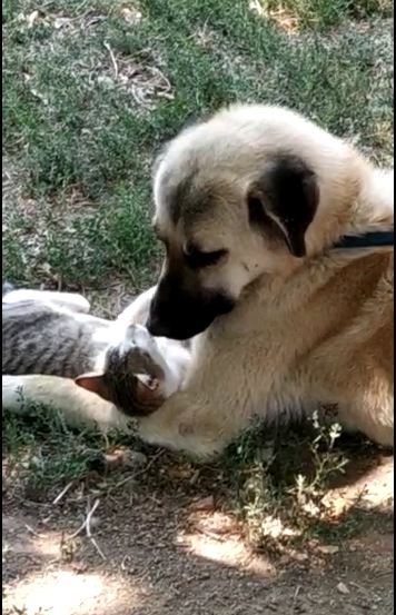 kediyle kopegin gulumseten dostlugu 2 LnmWbIgX Kediyle köpeğin gülümseten dostluğu