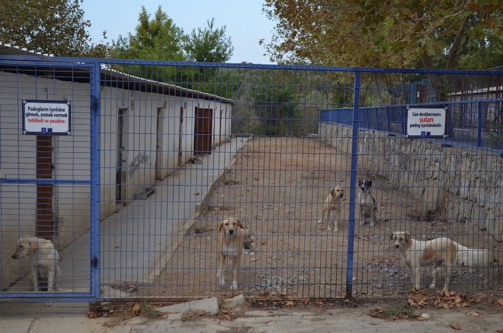 kusadasi hayvan rehabilitasyon merkezinde 18 ayda 3115 hayvan misafir edildi 2 Kuşadası Hayvan Rehabilitasyon Merkezi’nde 18 ayda 3115 hayvan misafir edildi