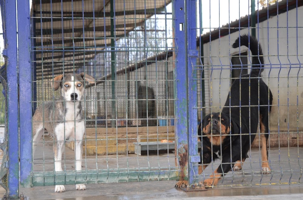 kusadasi hayvan rehabilitasyon merkezinde 18 ayda 3115 hayvan misafir edildi 3 Kuşadası Hayvan Rehabilitasyon Merkezi’nde 18 ayda 3115 hayvan misafir edildi