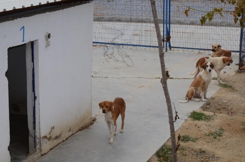 kusadasi hayvan rehabilitasyon merkezinde 18 ayda 3115 hayvan misafir edildi 4 JLaLrY2r Kuşadası Hayvan Rehabilitasyon Merkezi’nde 18 ayda 3115 hayvan misafir edildi