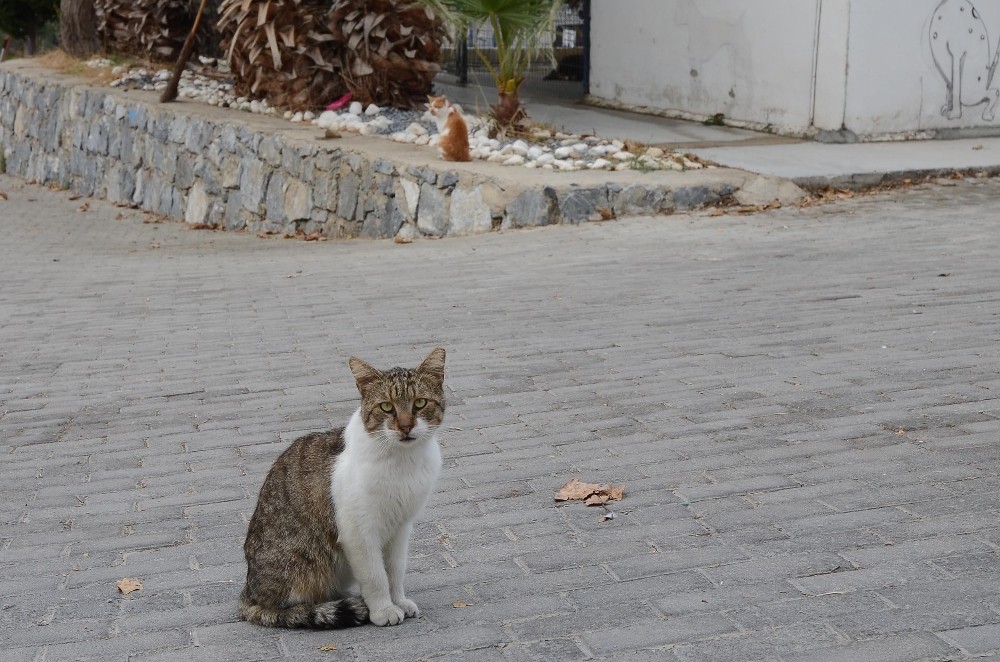 kusadasi hayvan rehabilitasyon merkezinde 18 ayda 3115 hayvan misafir edildi 5 Qs5I6pQe Kuşadası Hayvan Rehabilitasyon Merkezi’nde 18 ayda 3115 hayvan misafir edildi