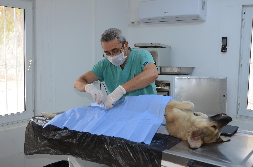 kusadasi hayvan rehabilitasyon merkezinde 18 ayda 3115 hayvan misafir edildi 6 K2OZpYWk Kuşadası Hayvan Rehabilitasyon Merkezi’nde 18 ayda 3115 hayvan misafir edildi