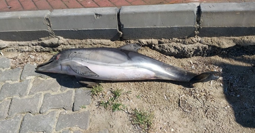 kusadasinda olu yunus baligi sahile vurdu 0 K3GmrjKs Kuşadası’nda ölü yunus balığı sahile vurdu