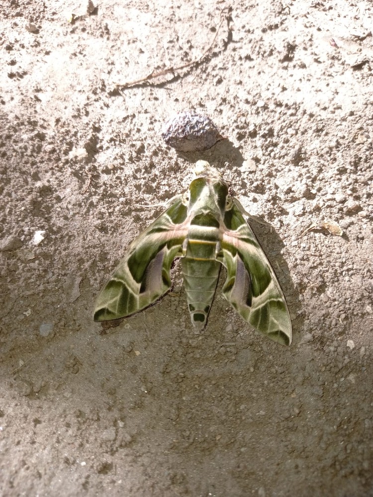 nadir gorulen mekik kelebegi kusadasinda goruldu 0 Nadir görülen Mekik Kelebeği Kuşadası’nda görüldü