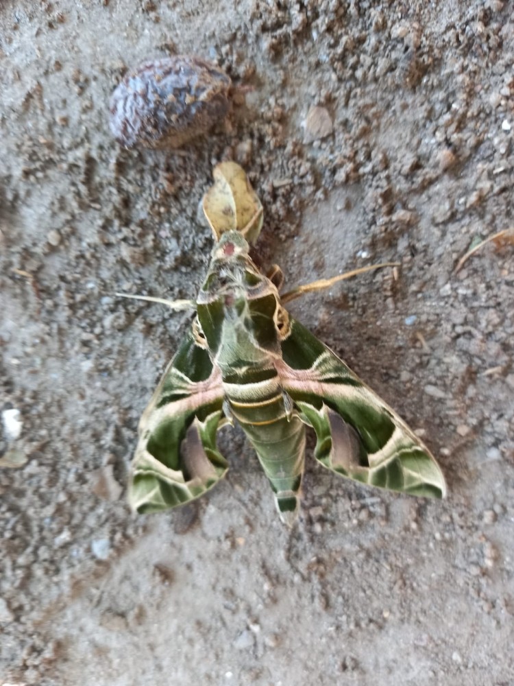 nadir gorulen mekik kelebegi kusadasinda goruldu 1 yLmb2iyX Nadir görülen Mekik Kelebeği Kuşadası’nda görüldü
