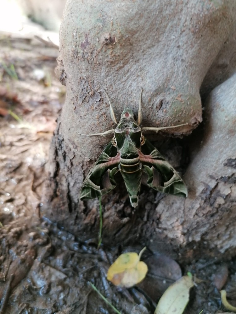 nadir gorulen mekik kelebegi kusadasinda goruldu 2 Cv3W95QG Nadir görülen Mekik Kelebeği Kuşadası’nda görüldü