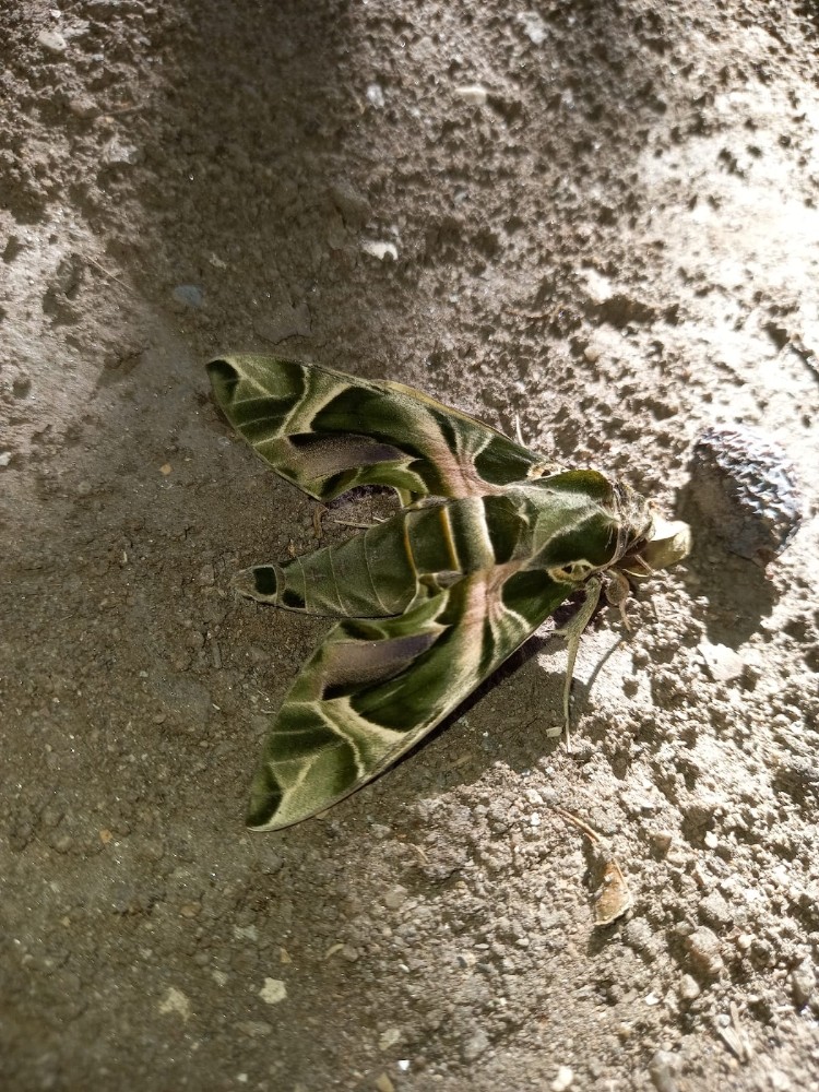 nadir gorulen mekik kelebegi kusadasinda goruldu 3 OhQpyIsS Nadir görülen Mekik Kelebeği Kuşadası’nda görüldü