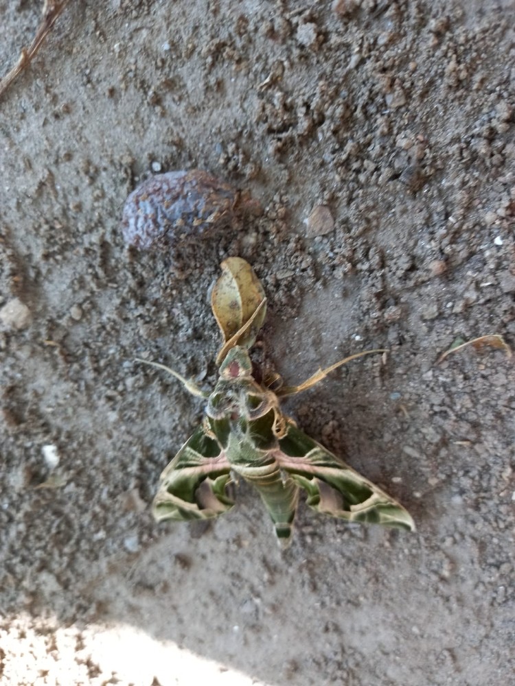 nadir gorulen mekik kelebegi kusadasinda goruldu 4 GXWOaSDr Nadir görülen Mekik Kelebeği Kuşadası’nda görüldü