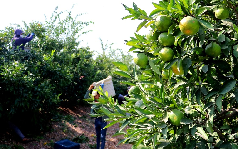 narenciye ureticilerine 5 milyonluk acil destek odenegi 0 aRrdwdw4 Narenciye üreticilerine 5 milyonluk Acil Destek Ödeneği