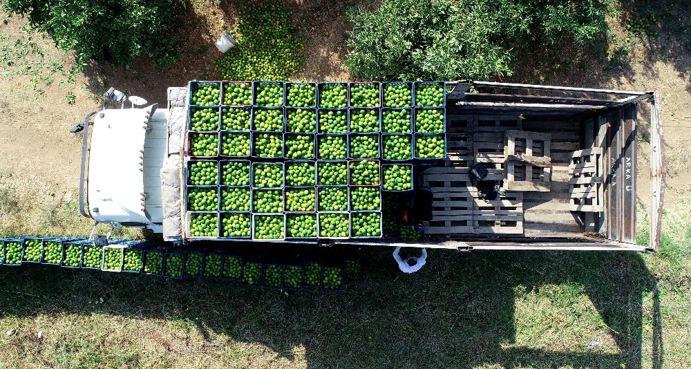 narenciye ureticilerine 5 milyonluk acil destek odenegi 1 Eg7Pmda9 Narenciye üreticilerine 5 milyonluk Acil Destek Ödeneği