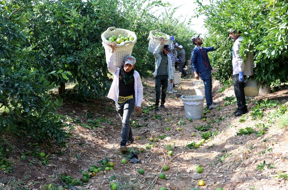 narenciye ureticilerine 5 milyonluk acil destek odenegi 2 iOlNqNny Narenciye üreticilerine 5 milyonluk Acil Destek Ödeneği