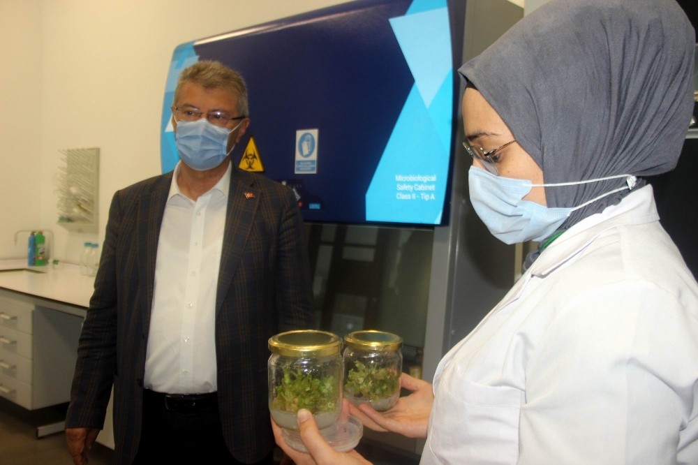 sekere yerli tohum geliyor 1 FYU5h1nR Şekere yerli tohum geliyor