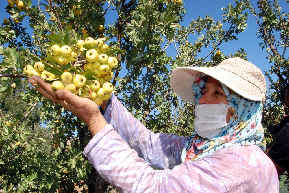 silifkede kalp dostu alicin tanesi 2 liradan satiliyor 0 DbD4WaUi Silifke’de kalp dostu Alıç’ın tanesi 2 liradan satılıyor