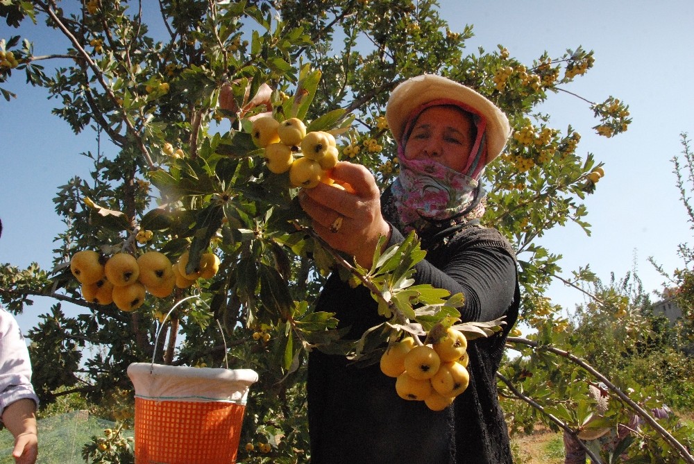 silifkede kalp dostu alicin tanesi 2 liradan satiliyor 1 83imuy4B Silifke’de kalp dostu Alıç’ın tanesi 2 liradan satılıyor