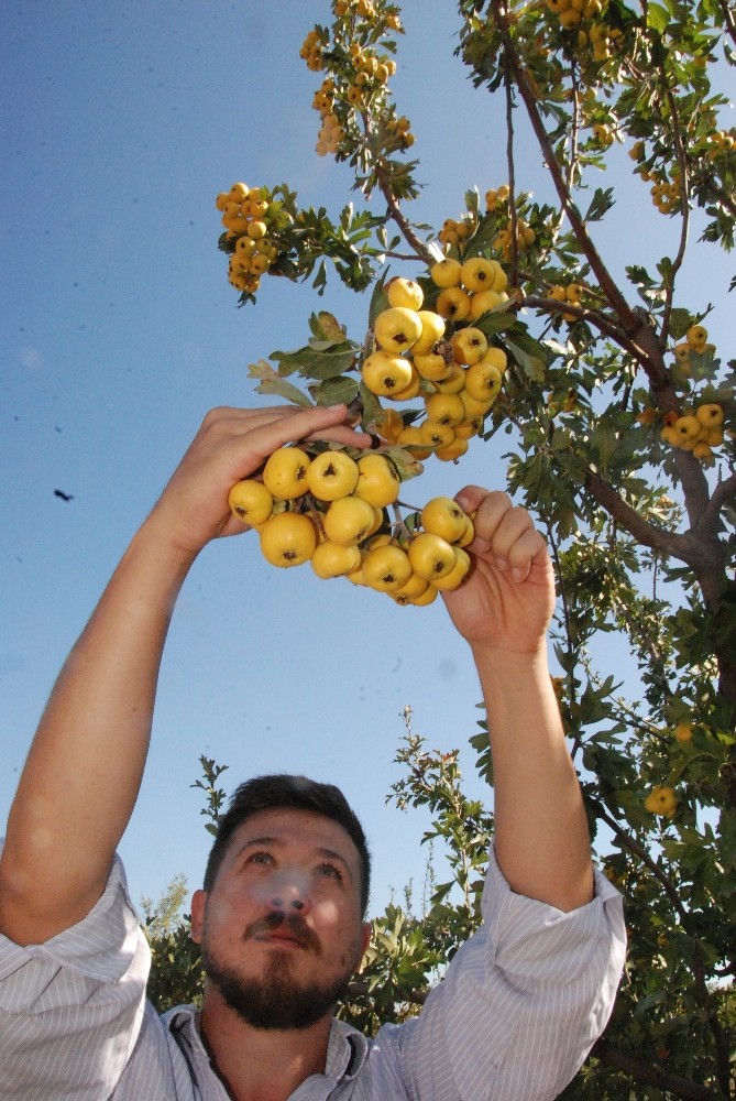 silifkede kalp dostu alicin tanesi 2 liradan satiliyor 10 bzn9jT44 Silifke’de kalp dostu Alıç’ın tanesi 2 liradan satılıyor