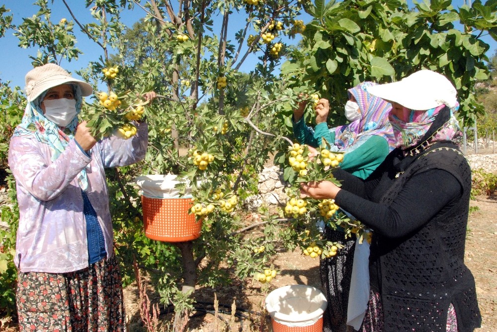 silifkede kalp dostu alicin tanesi 2 liradan satiliyor 2 CFNchDaf Silifke’de kalp dostu Alıç’ın tanesi 2 liradan satılıyor